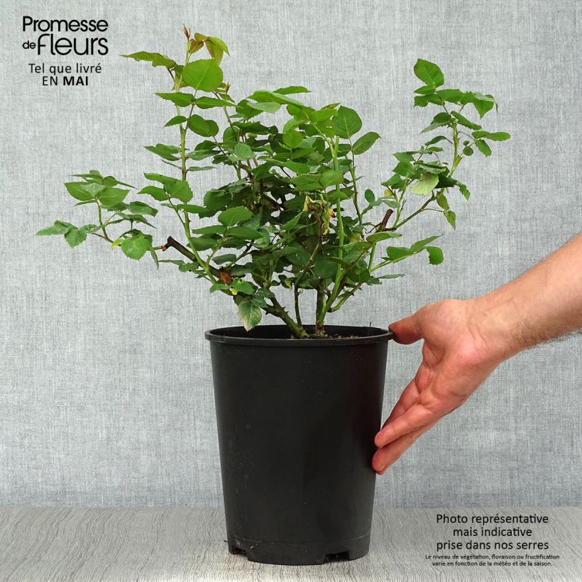 Rosa Mme Issac Pereire - Bourbon Rose 4L/5L pot sample as delivered in spring