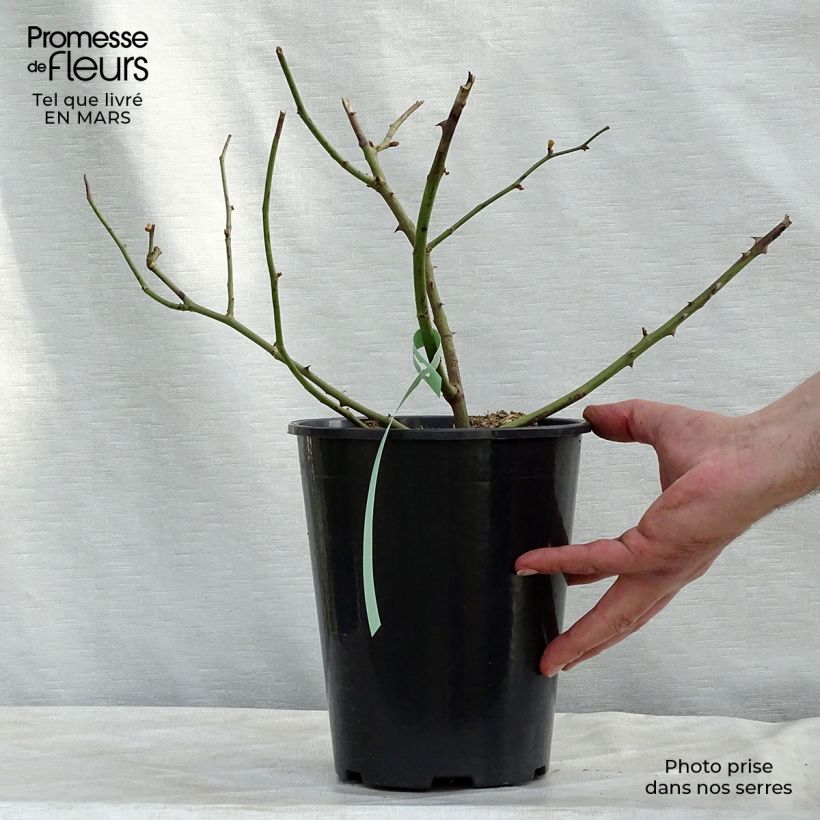 Rosa moschata Penelope - Musk Rose 4L/5L pot sample as delivered in spring