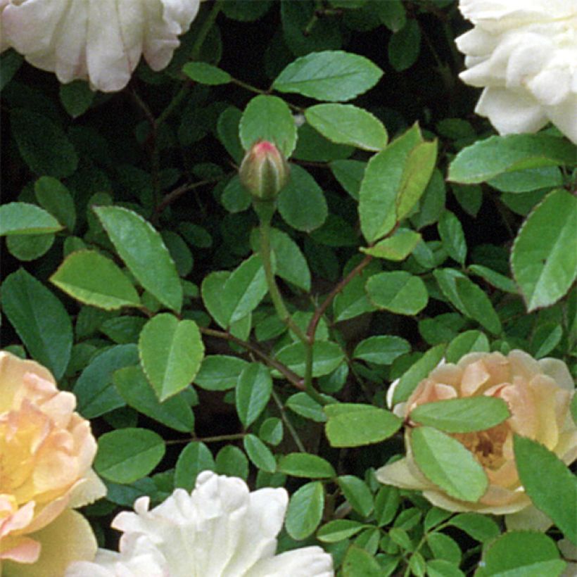 Rosa multiflora Phyllis Bide - Climbing Rose (Foliage)