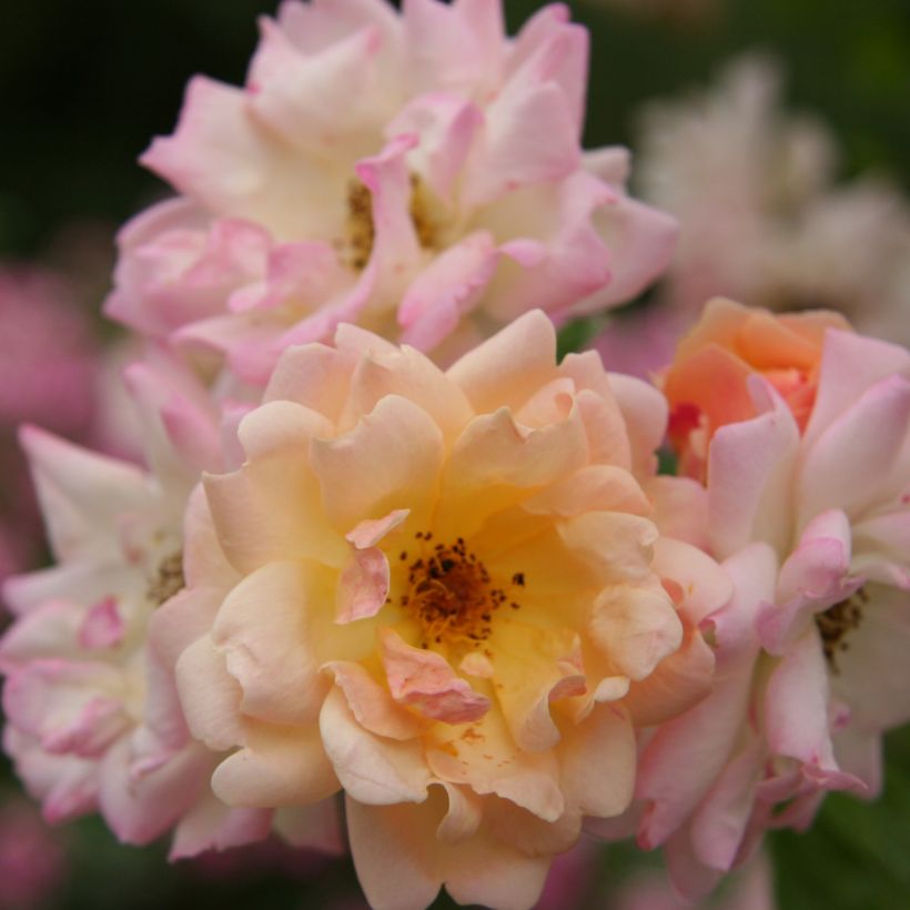 Rosa multiflora Phyllis Bide - Climbing Rose (Flowering)