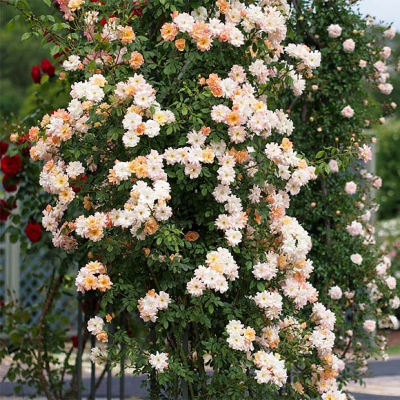 Rosa multiflora Phyllis Bide - Climbing Rose (Plant habit)