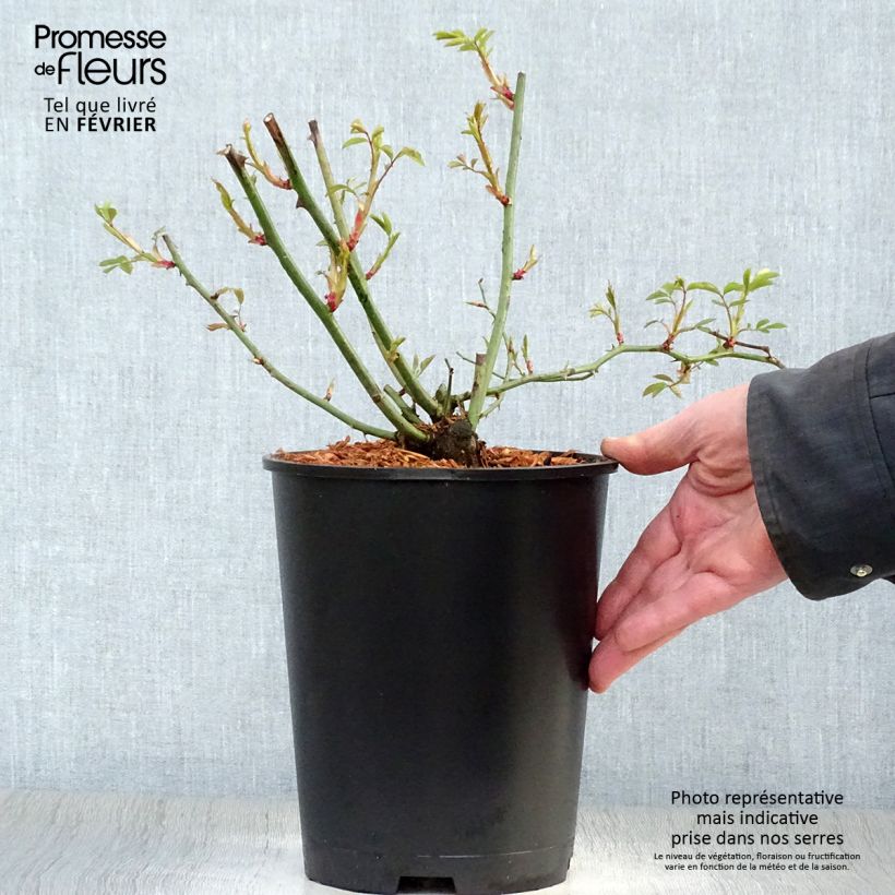 Rosier ancien Phyllis Bide en pot de 4L sample as delivered in winter