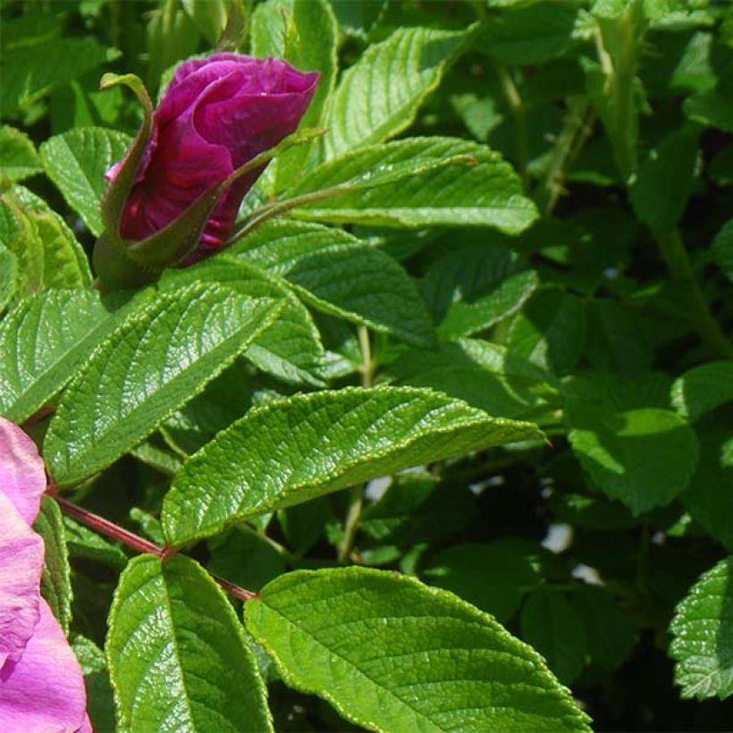 Rosa x rugosa 'Roseraie de l'Haÿ' - Rugosa Rose (Foliage)