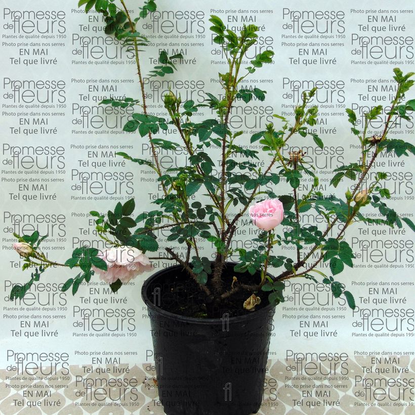 Example of Rosa Stanwell Perpetual specimen as delivered