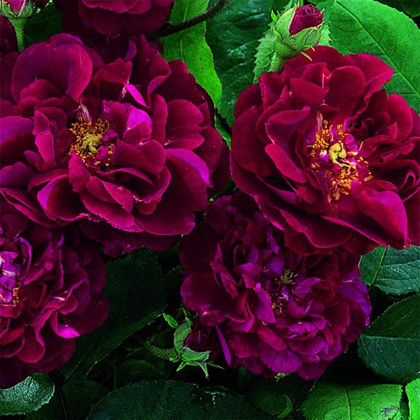 Rosa gallica Tuscany Superb - Gallic Rose (Flowering)