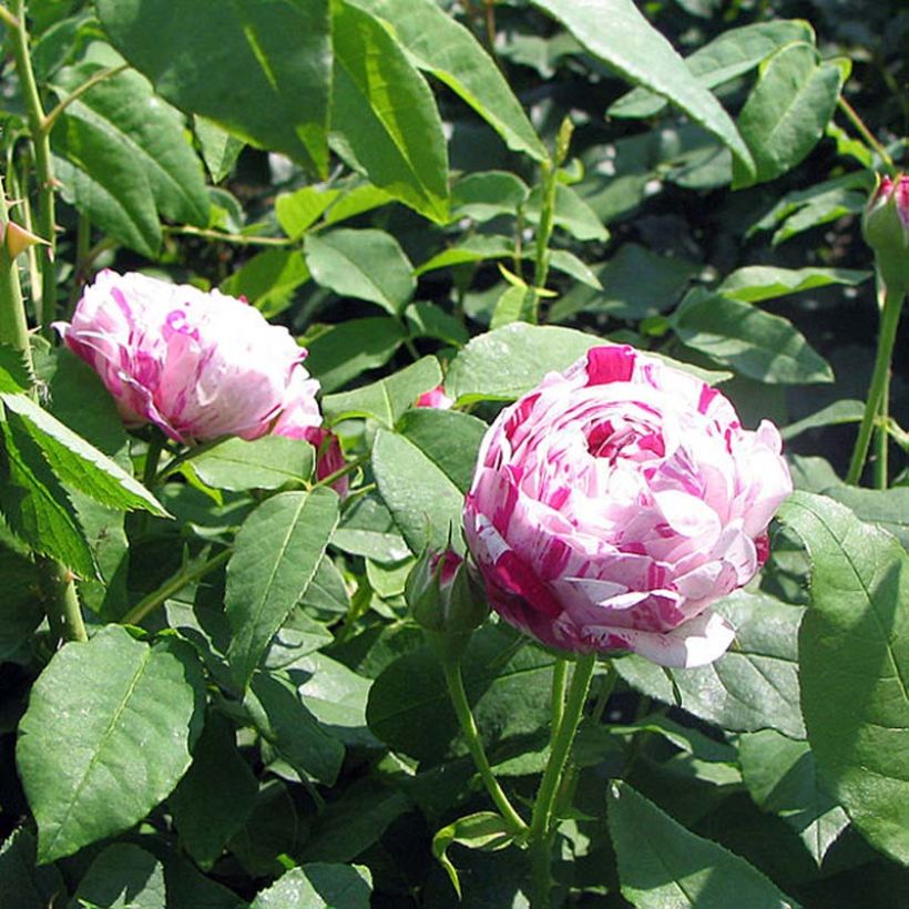 Rosa Bourbon Variegata di Bologna- Bourbon Rose (Foliage)