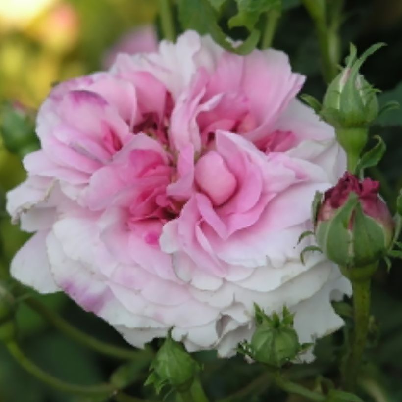 Rosa damascena Ispahan - Damask Rose (Flowering)