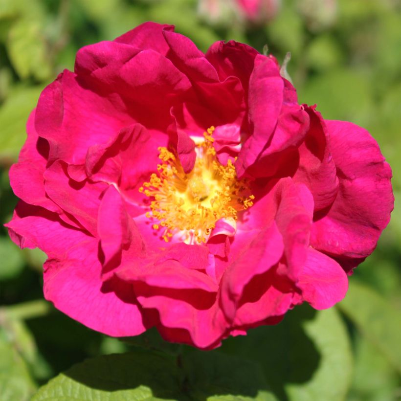 Rosa gallica Officinalis - Old Gallic Rose (Flowering)