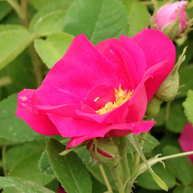 Rosa gallica Officinalis - Old Gallic Rose (Flowering)