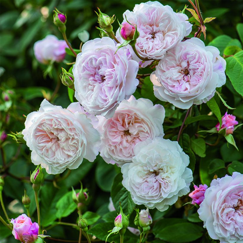 Rosa  Albrighton Rambler 'Ausmobile' (Flowering)