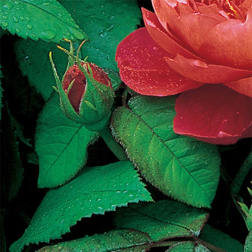 Rosa  Benjamin Britten - English Shrub Rose (Foliage)