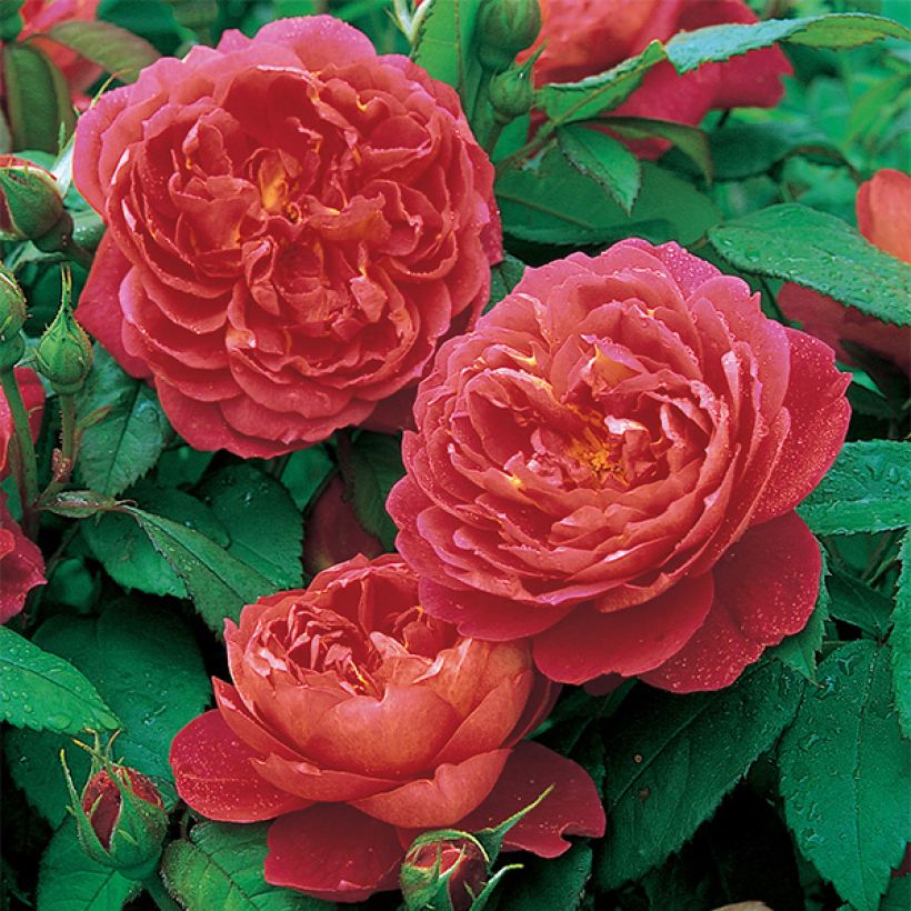 Rosa  Benjamin Britten - English Shrub Rose (Flowering)