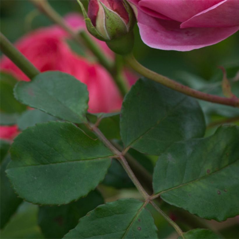 Rosa  Boscobel - English Shrub Rose (Foliage)