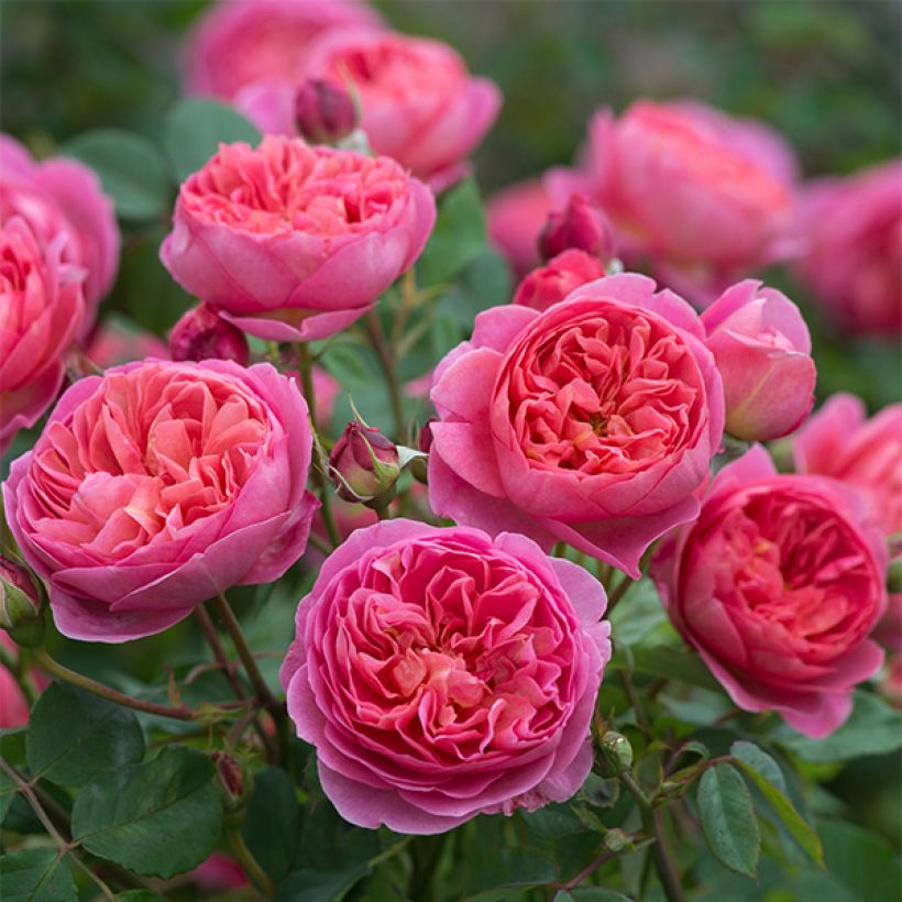 Rosa  Boscobel - English Shrub Rose (Flowering)