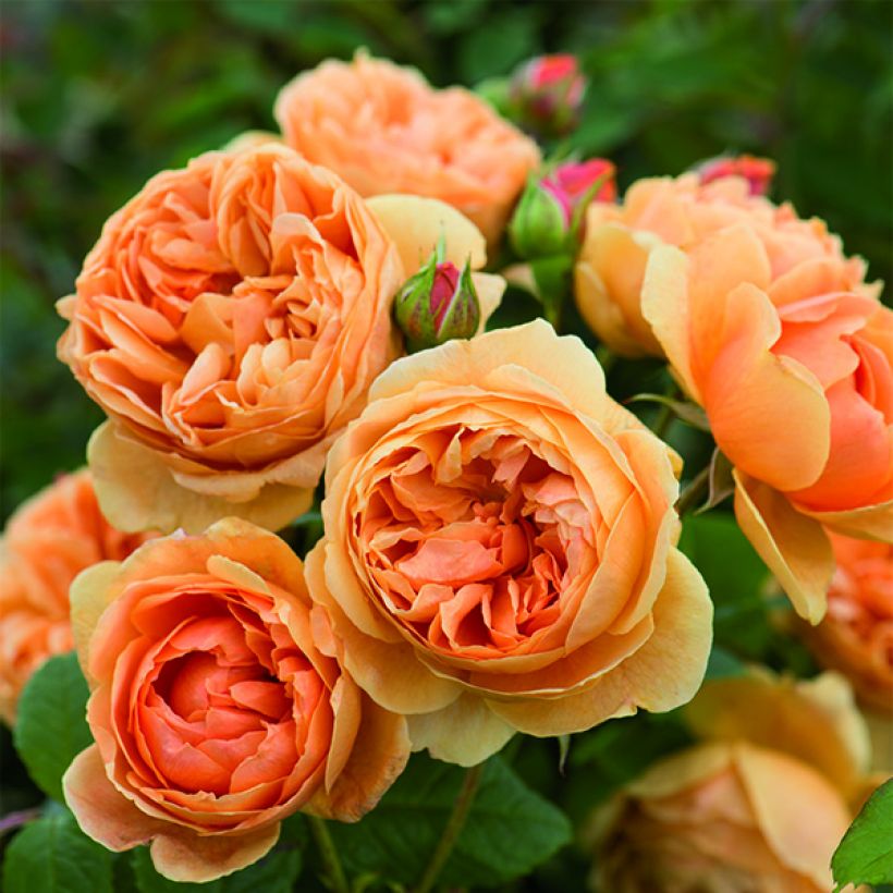 Rosa Carolyn Knight - Shrub Rose (Flowering)