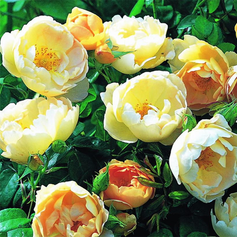 Rosa Coniston - English Shrub Rose (Flowering)