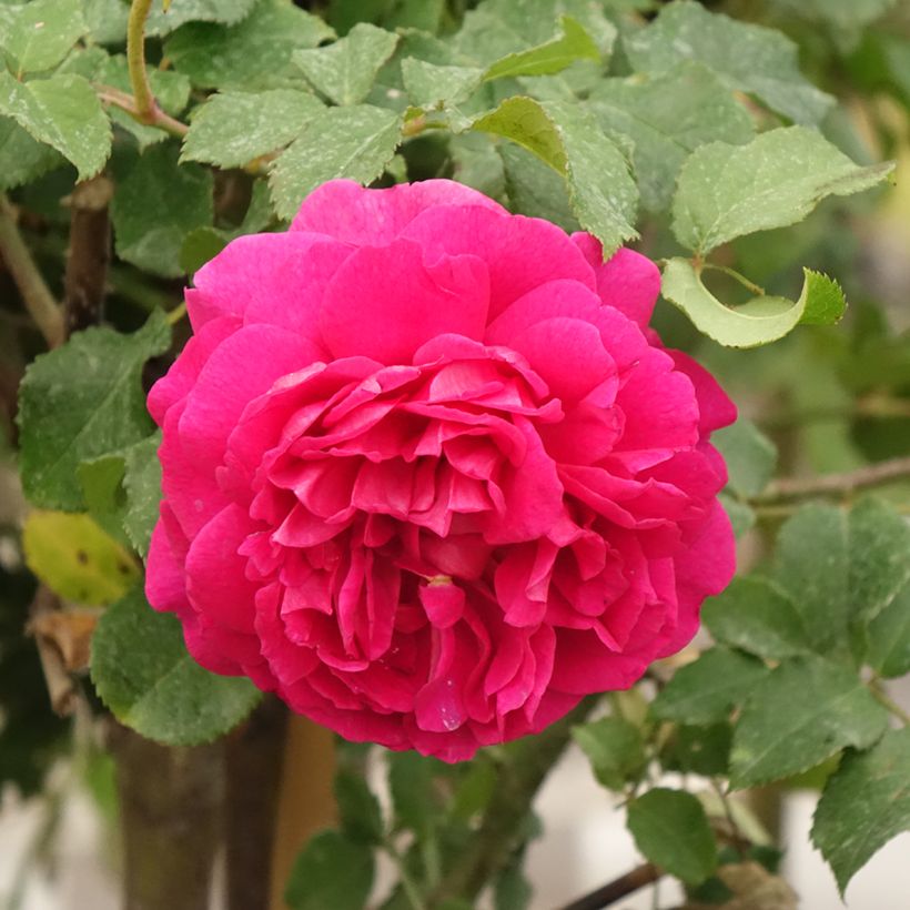 Rosa Gabriel Oak (Flowering)