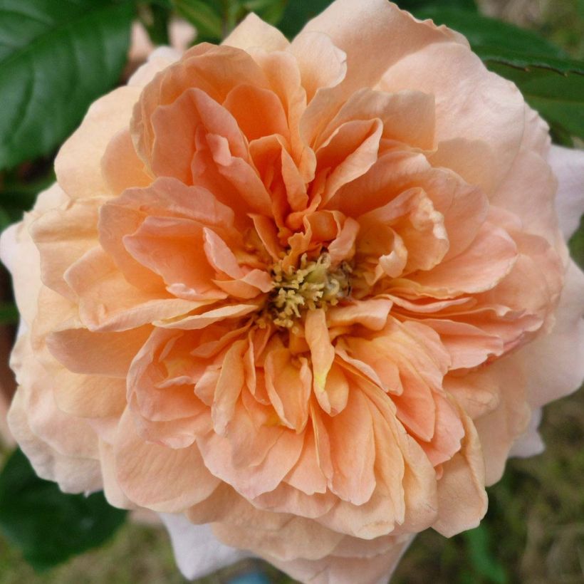 Rosa grandiflora King Arthur   (Flowering)