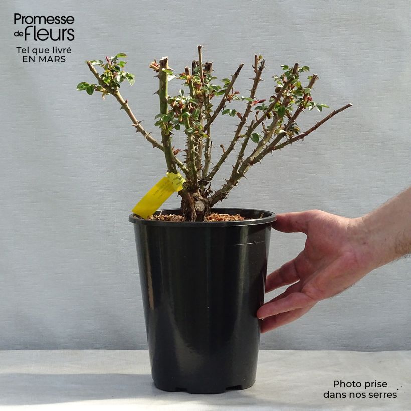 Rosa Sherlock Holmes  4L/5L pot sample as delivered in spring