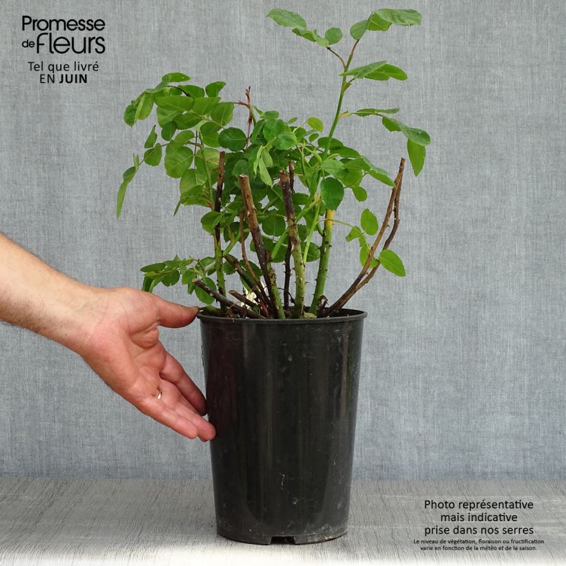 Rosa Eustacia Vye 4L/5L pot sample as delivered in spring