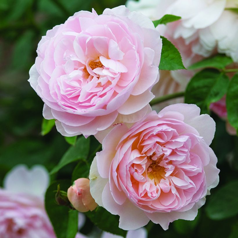 Rosa  Gentle Hermione - English Shrub Rose (Flowering)