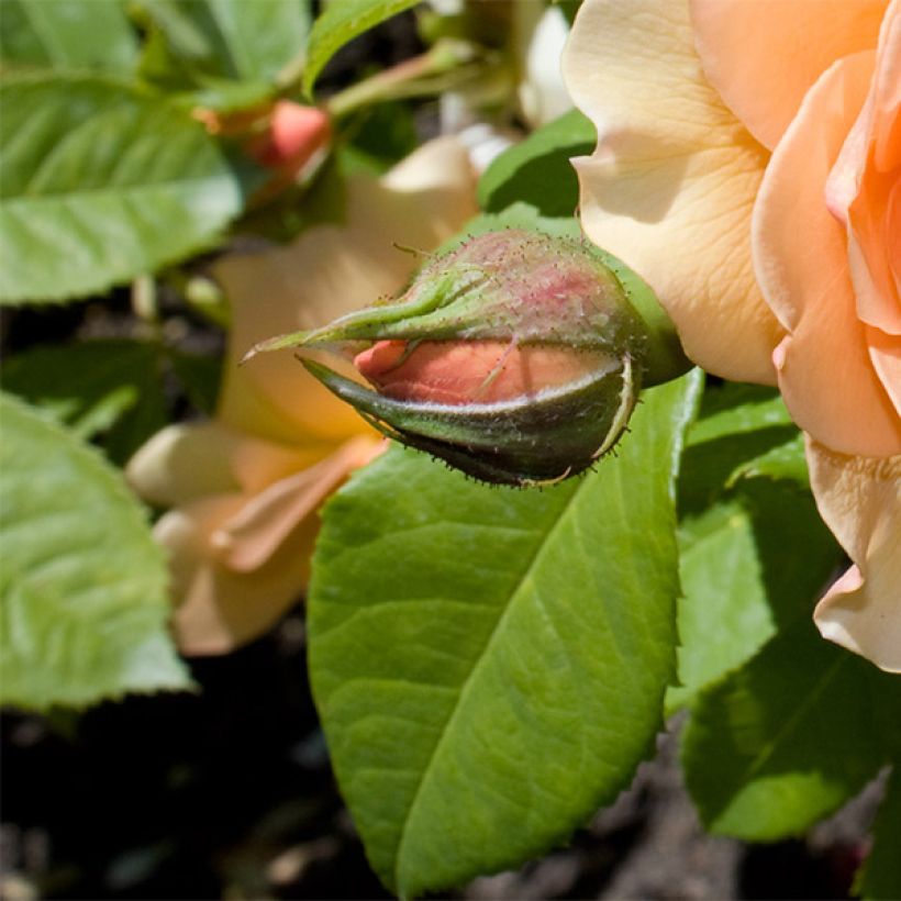 Rosa Grace - English Rose (Foliage)
