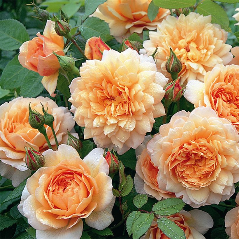 Rosa Grace - English Rose (Flowering)
