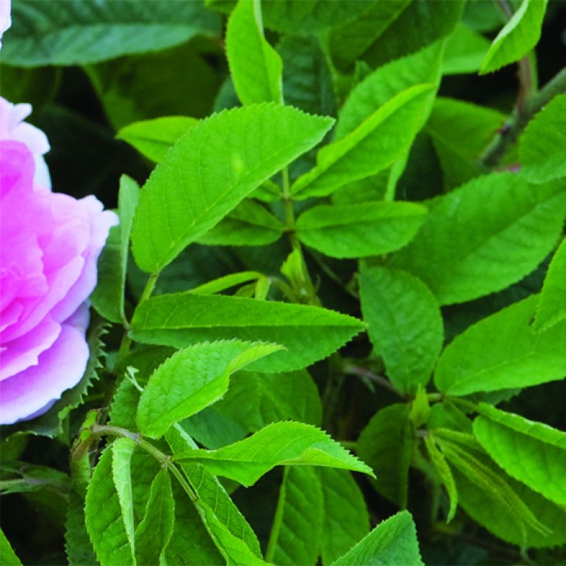 Rosa  Maid Marion - English Shrub Rose (Foliage)