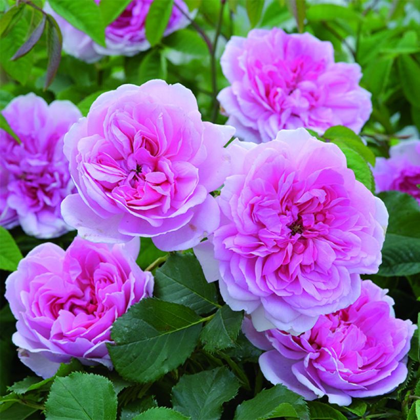 Rosa  Maid Marion - English Shrub Rose (Flowering)