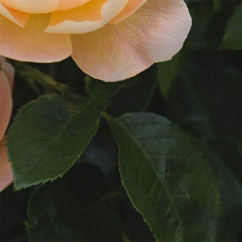 Rosa The Lark Ascending - English Shrub Rose (Foliage)