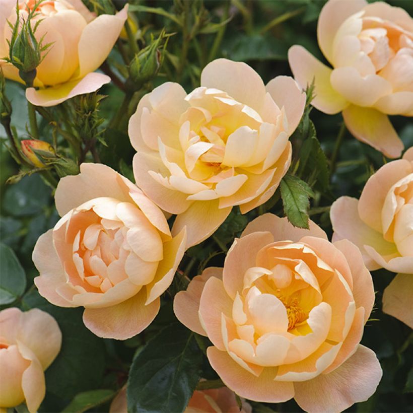Rosa The Lark Ascending - English Shrub Rose (Flowering)