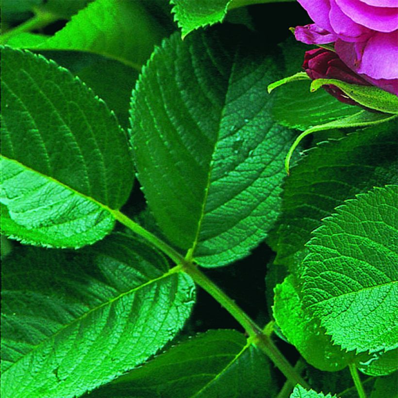 Rosa x rugosa 'Wild Edric' - Rugosa Rose (Foliage)