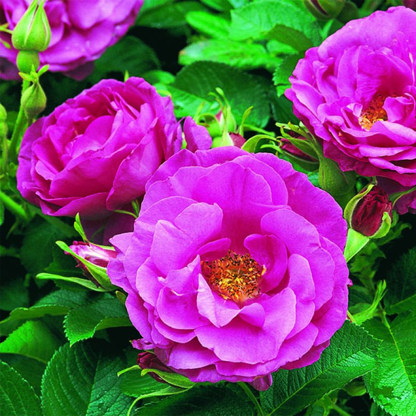 Rosa x rugosa 'Wild Edric' - Rugosa Rose (Flowering)