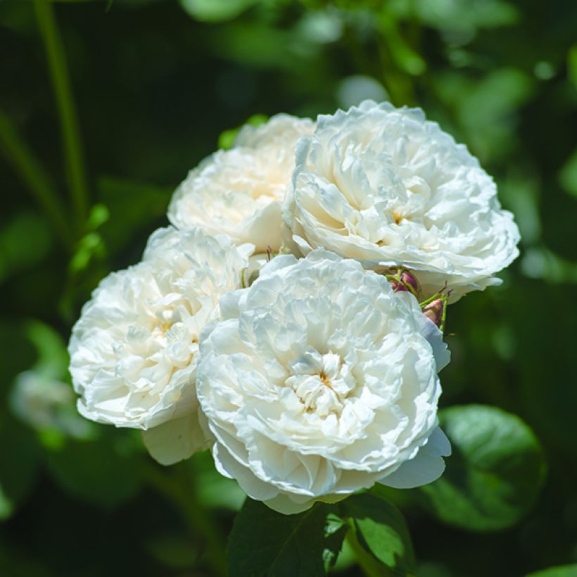 Rosa 'William and Catherine' - English Rose (Flowering)