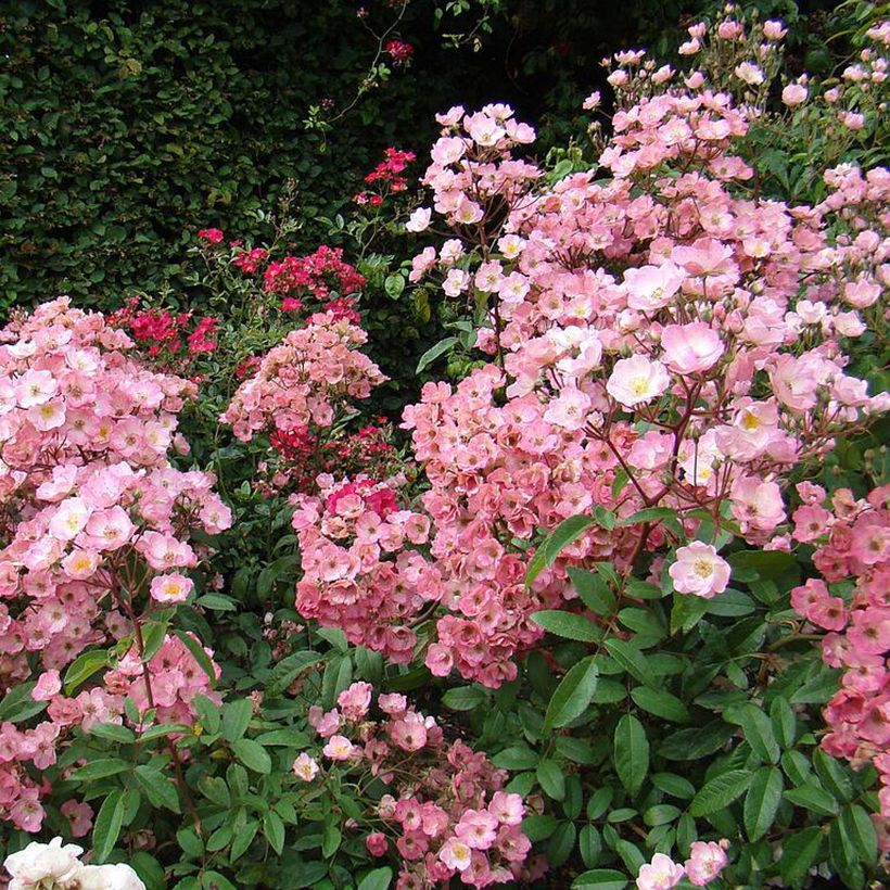 Rosa x moschata Alden Biesen (Plant habit)