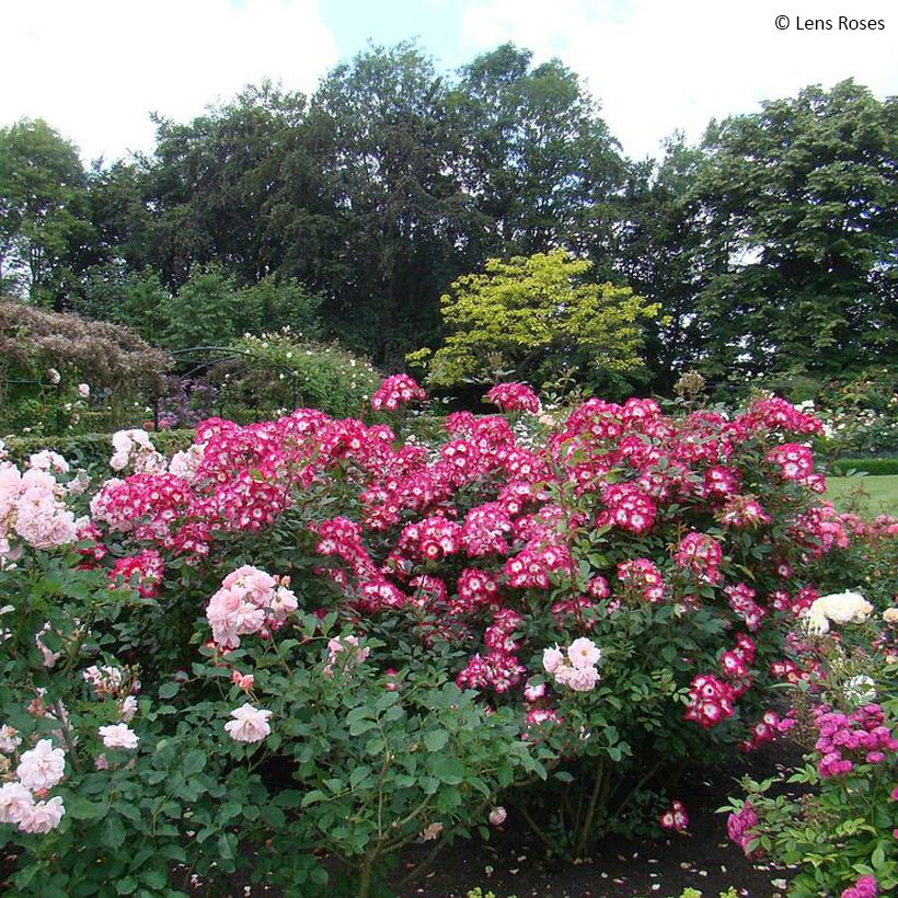 Rosa x floribunda 'Bukavu' - Shrub Rose (Plant habit)