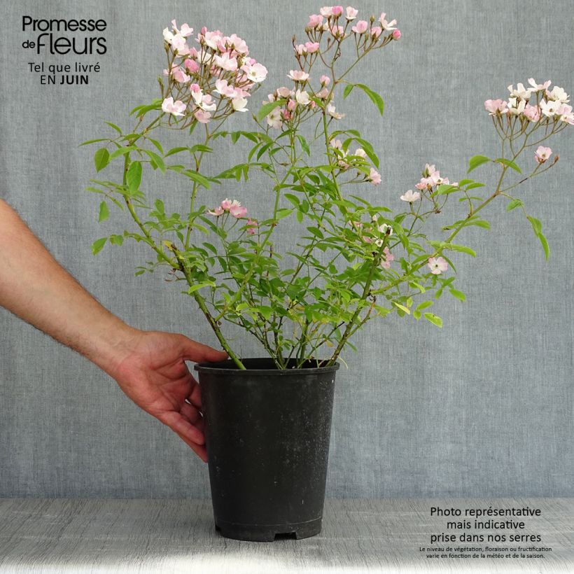 Rosa Diamant Rose - Musk Rose 4L/5L pot sample as delivered in spring