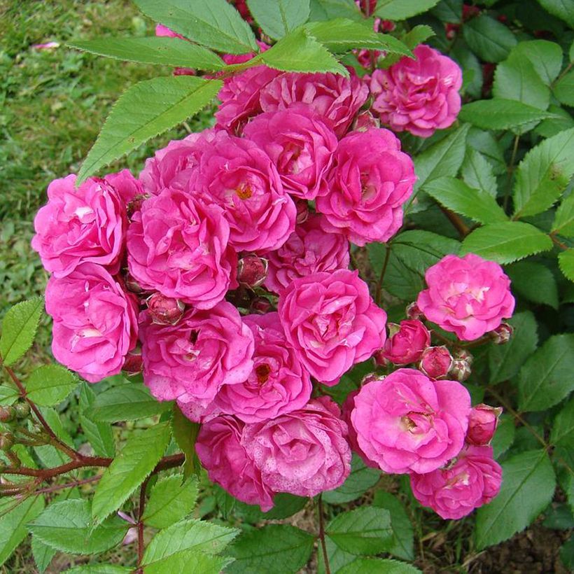 Rosa x moschata Dinky (Flowering)