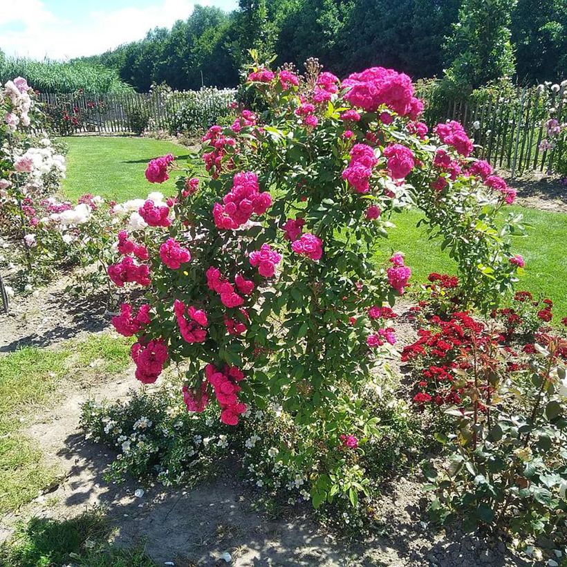 Rosa x moschata Dinky (Plant habit)