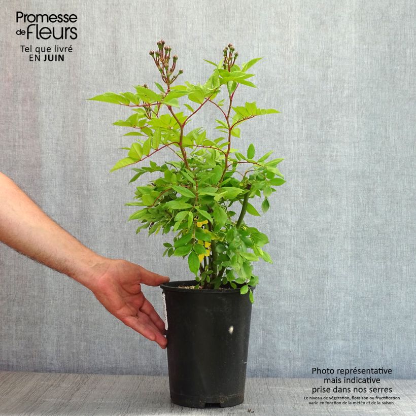 Rosa x moschata Dinky 4L/5L pot sample as delivered in spring