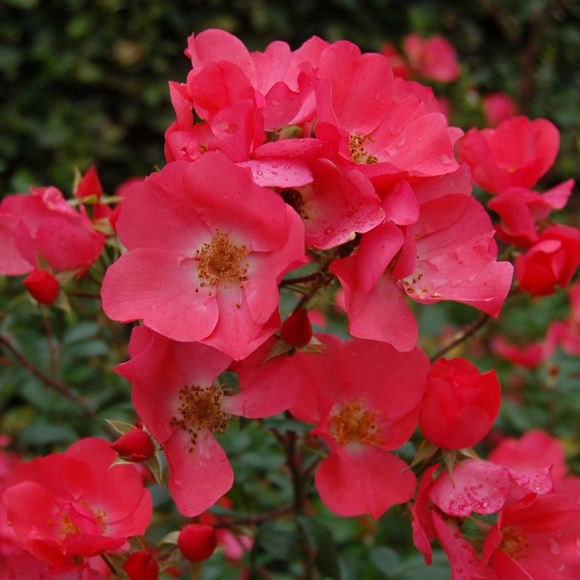 Rosa Douceur Normande  (Flowering)