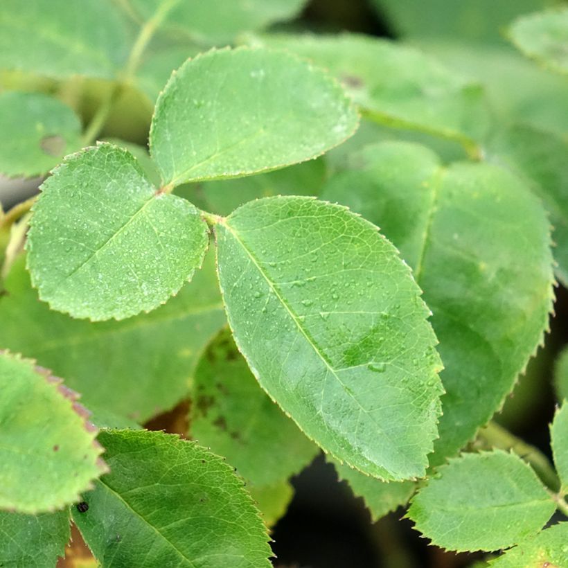 Rosa gallica officinalis Etoile Pourpre - Old Gallic Rose (Foliage)