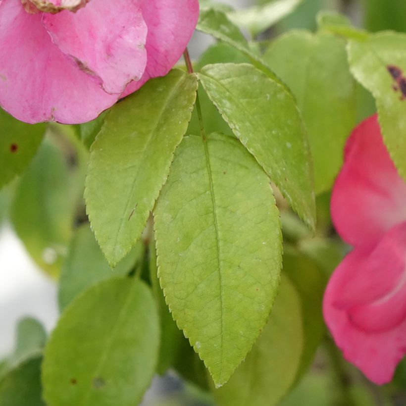 Rosa x moschata 'Finn's Rose' - Musk Rose (Foliage)