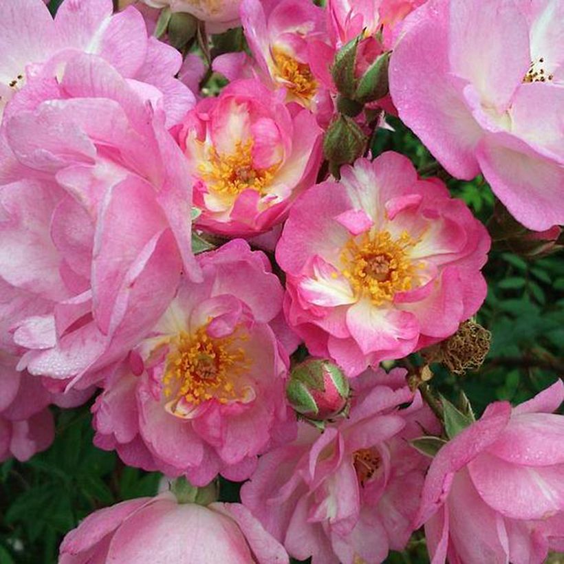 Rosa Gaard um Titzebierg - Musk Rose (Flowering)