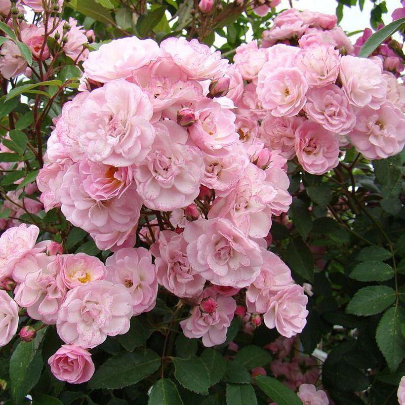 Rosa x moschata Heavenly Pink (Flowering)