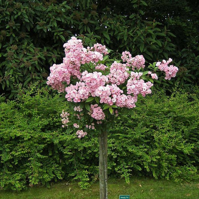 Rosa x moschata Heavenly Pink (Plant habit)