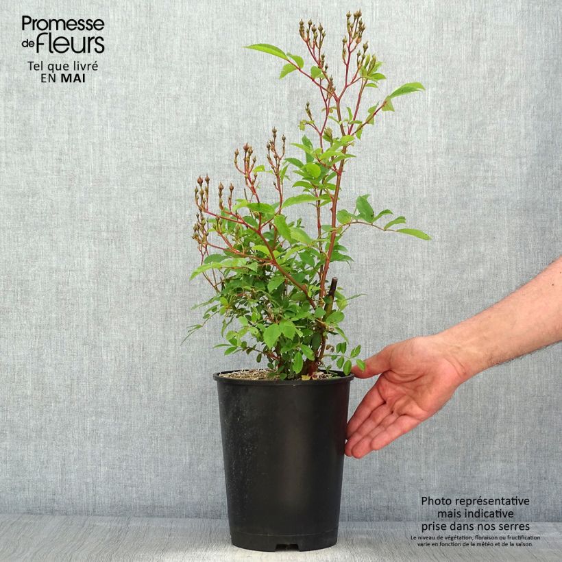 Rosa x moschata Heavenly Pink 4L/5L pot sample as delivered in spring
