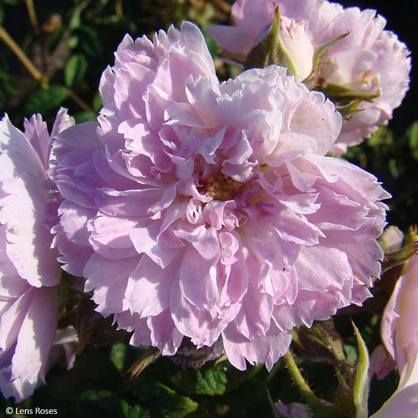 Rosa floribunda Jean de Bruges (Flowering)