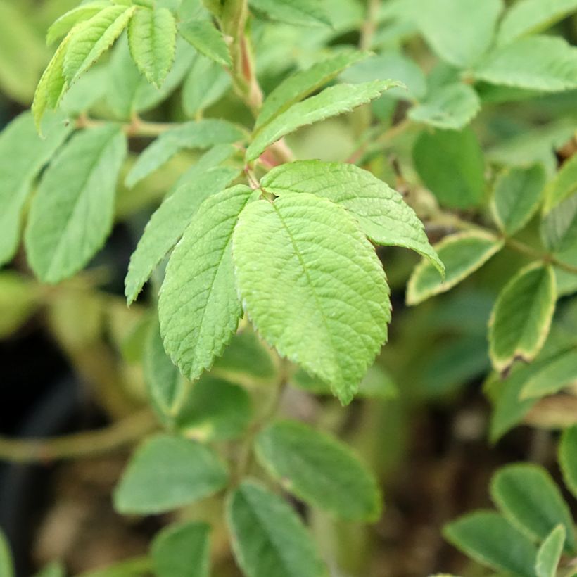 Rosa floribunda Jean de Bruges (Foliage)