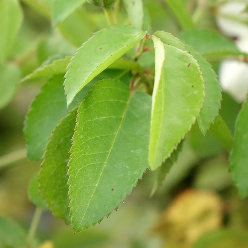 Rosa x moschata 'La Feuillerie' (VELgugrat) (Foliage)